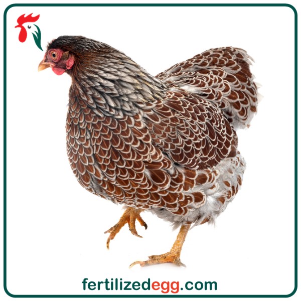 تخم نطفه دار مرغ ویندوت 